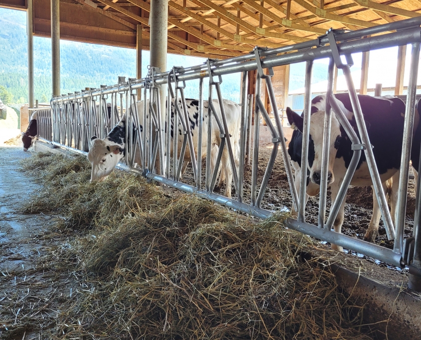 Cow stanchions at a dairy barn