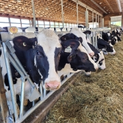 Cow stanchions with dairy cows feeding