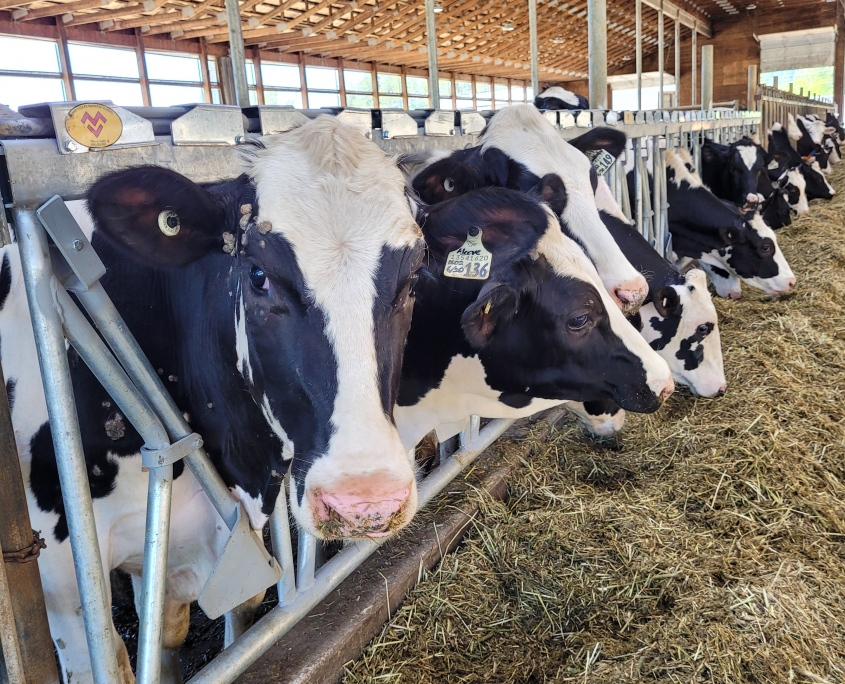 Cow stanchions with dairy cows feeding