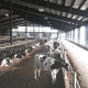 Daldas Farms Black Creek BC - barn interior