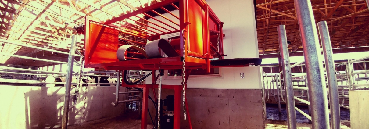 New hoof trimming chute in a dairy cow barn