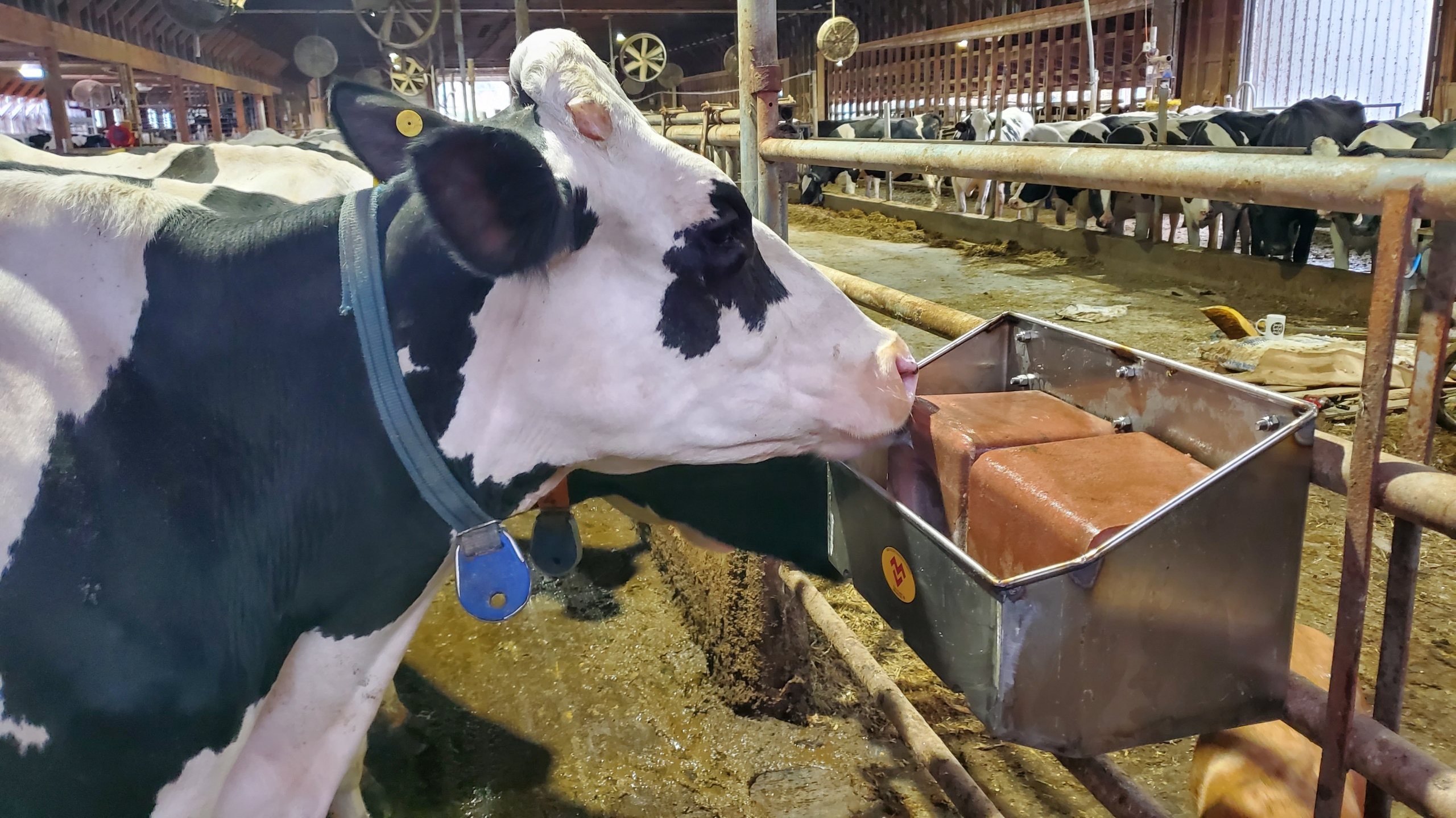 Dairy cows licking mineral blocks from a block holder