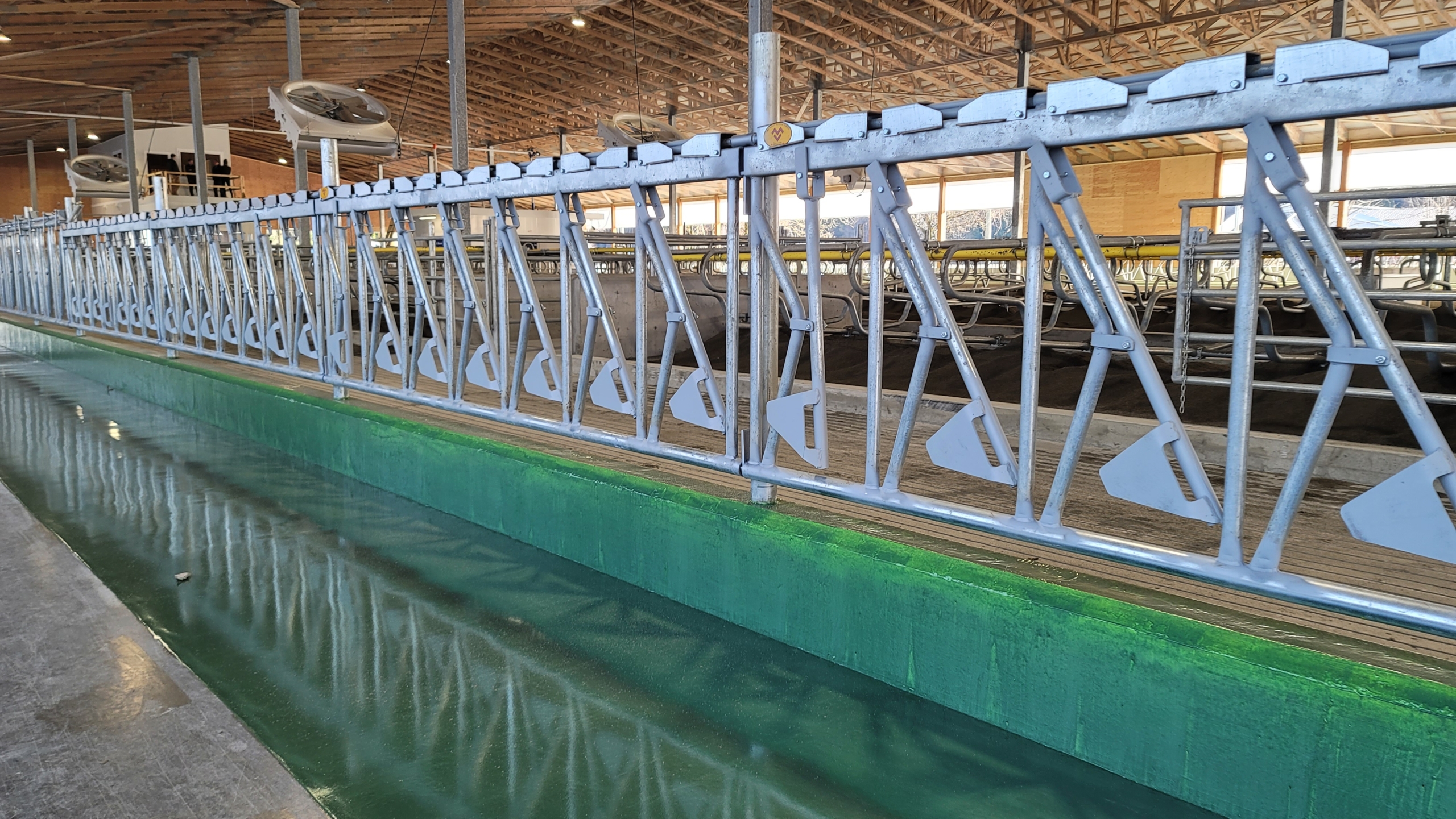 Dairy barn with dozens of cow stanchions in a long row.