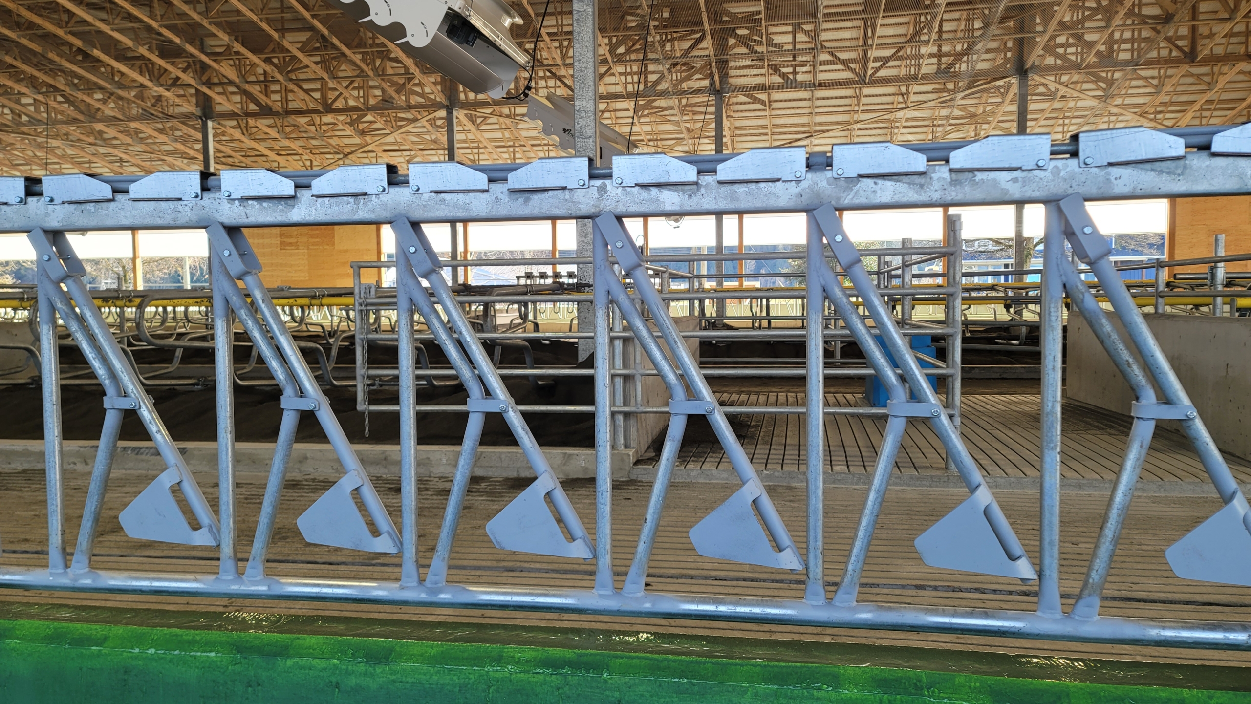 6 metal dairy cow stanchions in a cow barn.