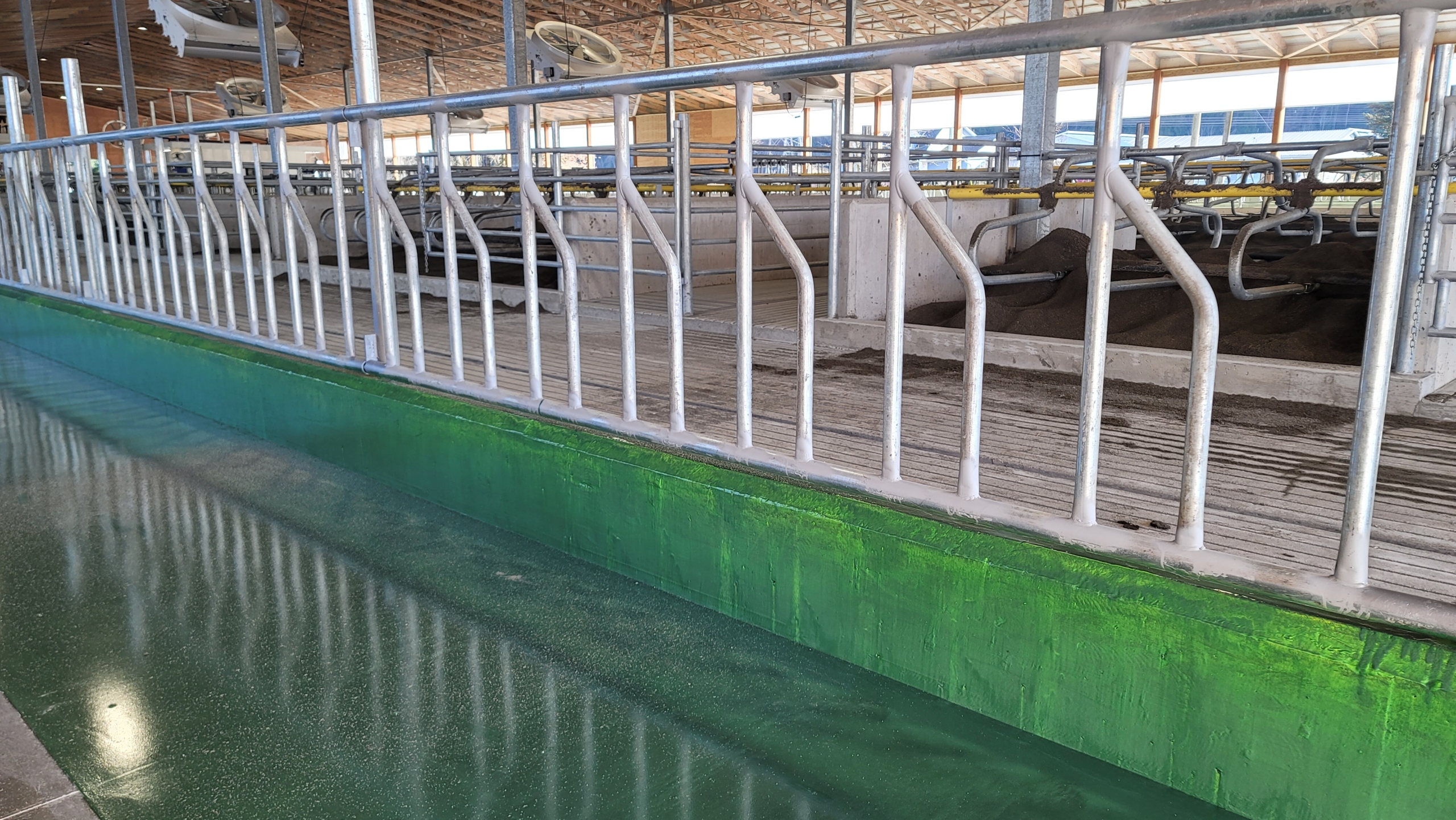A long row of metal cow stanchions in a cow barn.